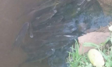 Aparecen peces muertos en el lago del Paseo 7 de Septiembre