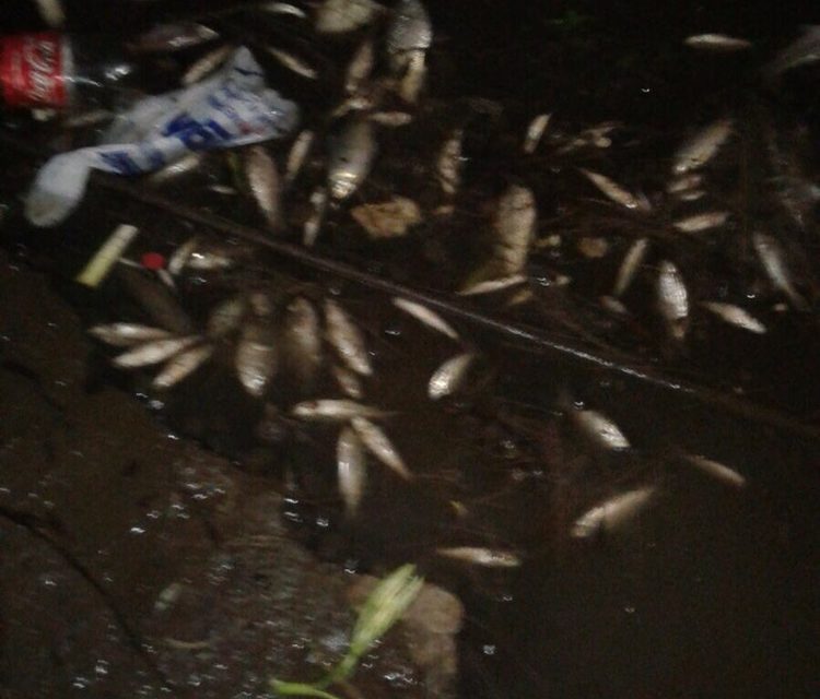 Preocupación en la población por la mortandad de peces en el lago del paseo 7 de septiembre 