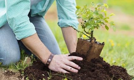 Integrantes de Interact plantarán árboles en el paseo 7 de septiembre