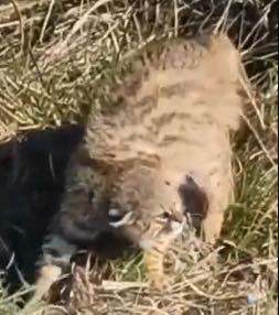 NUEVO REGISTRO DE GATO DE PAJONAL EN ARTIGAS ALERTA SOBRE SU CONSERVACIÓN