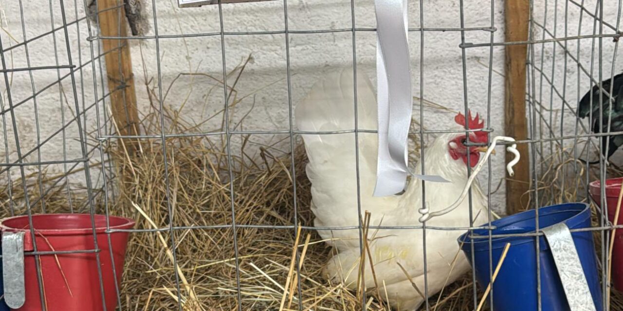 BELLA UNIÓN VUELVE A DESTACARSE CON IMPORTANTES PREMIOS EN EXPOSICIÓN NACIONAL DE AVES