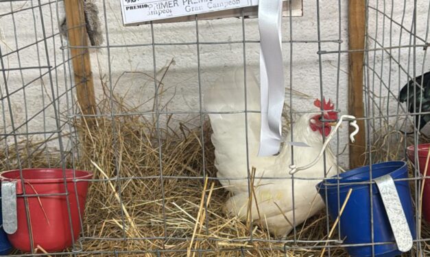 BELLA UNIÓN VUELVE A DESTACARSE CON IMPORTANTES PREMIOS EN EXPOSICIÓN NACIONAL DE AVES