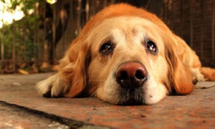 AUMENTAN LAS DENUNCIAS POR MALTRATO ANIMAL EN TODO EL PAÍS DE LAS 44 MULTAS APLICADAS, SOLO DOS FUERON PAGADAS; ADVIERTEN FALTA DE MECANISMOS EFECTIVOS DE COBRO