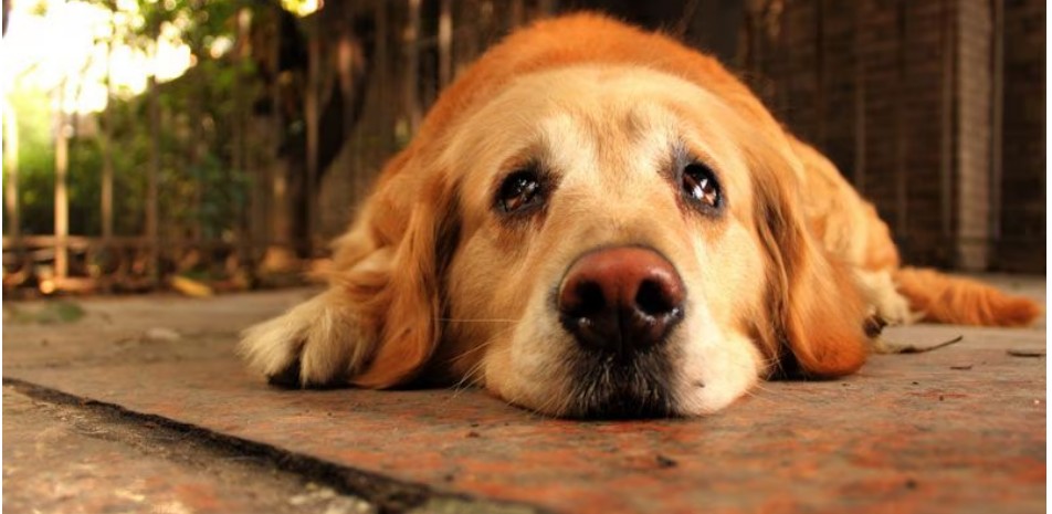 AUMENTAN LAS DENUNCIAS POR MALTRATO ANIMAL EN TODO EL PAÍS DE LAS 44 MULTAS APLICADAS, SOLO DOS FUERON PAGADAS; ADVIERTEN FALTA DE MECANISMOS EFECTIVOS DE COBRO