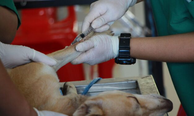 ARTIGAS RECIBIRÁ $1.000.000 PARA CASTRACIONES TRAS REUNIÓN NACIONAL DE BIENESTAR ANIMAL