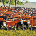 PROGRAMA PROCRIA DEL MINISTERIO DE GANADERIA BENEFICIARÁ A UNOS CIEN PRODUCTORES ARTIGUENSES BUSCANDO UN MODELO MÁS SOSTENIBLE Y RENTABLE.