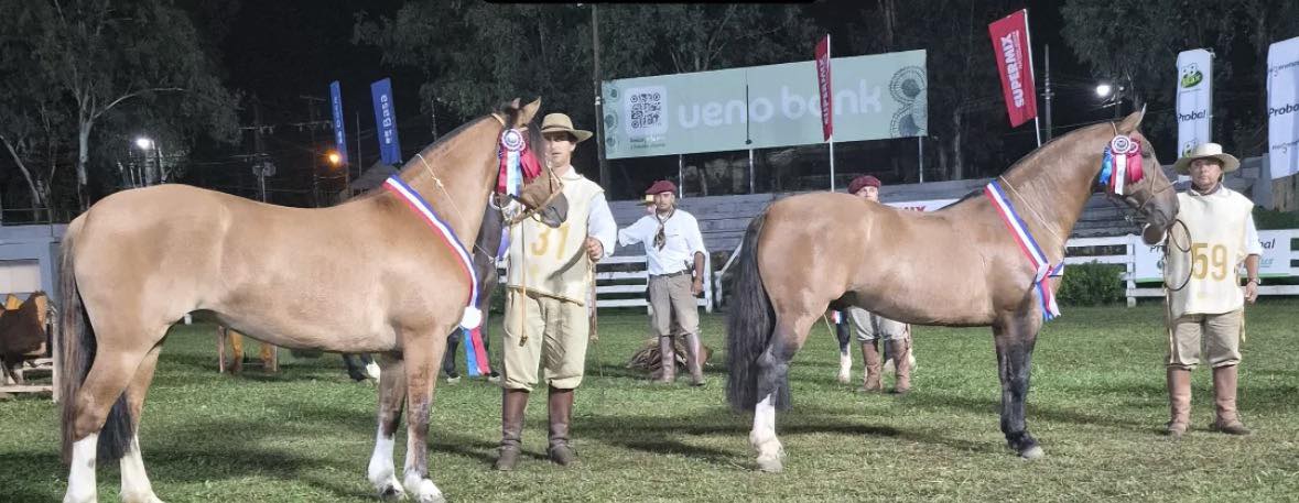 ARTIGUENSE MAURO VILLAMOR ALCANZÓ LOS MÁXIMOS GALARDONES EN LA EXPO NACIONAL DE CRIOLLOS 2026 EN PARAGUAY